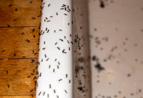 Best Mosquito Control Services  in Fredericksburg, VA